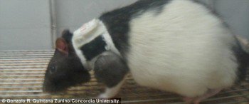 Самцам крыс, как и мужчинам, нравится сексуальное нижнее белье Самцам крыс, как и мужчинам, нравится сексуальное нижнее белье